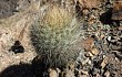 Vista previa de Echinopsis haynei